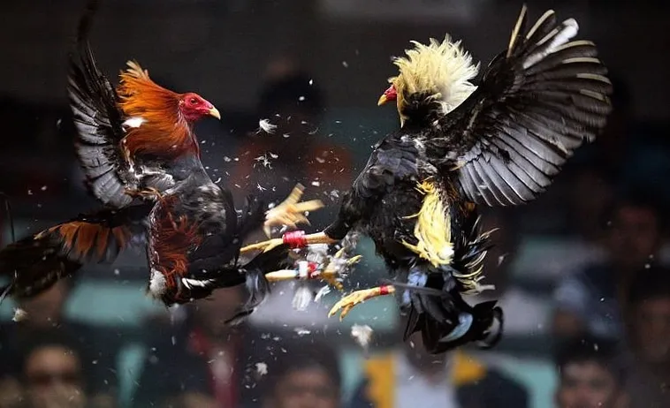 Hướng Dẫn Chi Tiết Cách Chơi Đá Gà Sabong Tại 123Win Bất Bại 1 Hướng Dẫn Chi Tiết Cách Chơi Đá Gà Sabong Tại 123Win Bất Bại