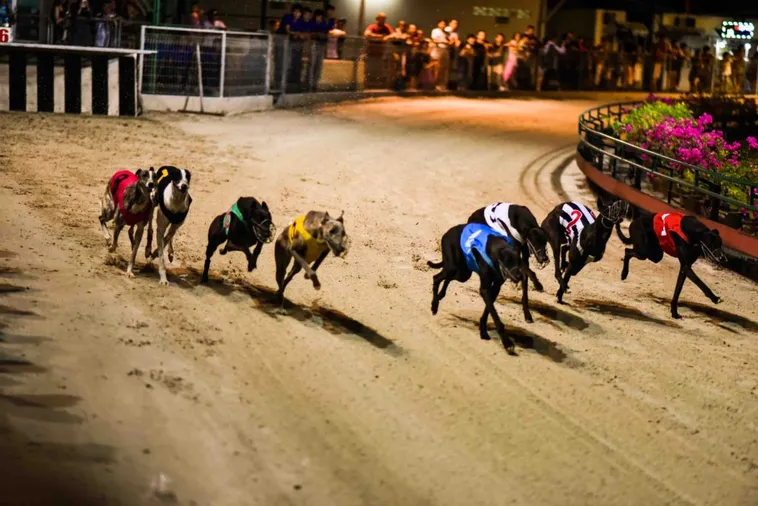 Chơi Game Nhanh Đua Chó Tại 123Win Ăn Tiền Cực Dễ 2 Chơi Game Nhanh Đua Chó Tại 123Win Ăn Tiền Cực Dễ